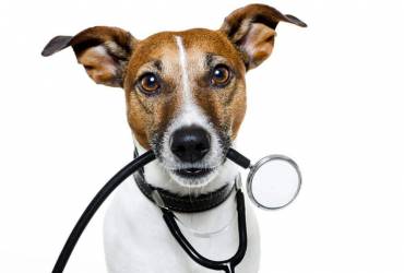 Cardiologista para Cachorros