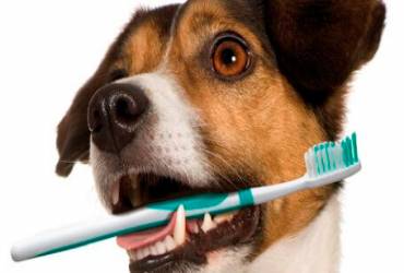 Odontologia para Cães