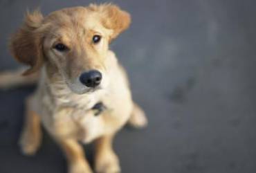Vacina para Cães Na Vila Mariana