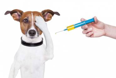 Vacinação de Cachorro Na Vila Mariana