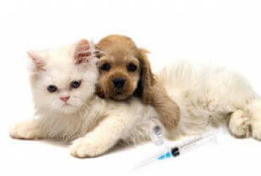 Vacinação de Pets